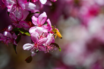 Naklejka na ściany i meble Honey Bee on Pear Blossom