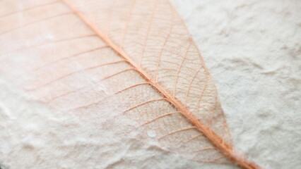 close up of a leaf background