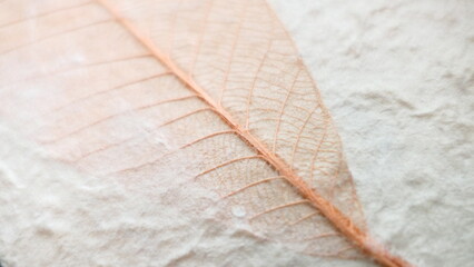 close up of a brown leaf on white background