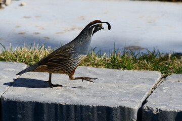 Running Male Quail