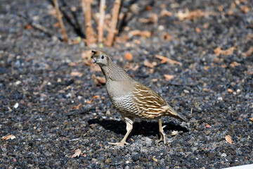 Running Female Quail