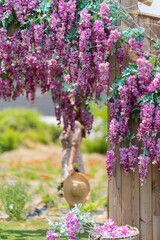 Purple wisteria flowers hanging at the wooden house in the garden. A Woman standing holding a summer hat