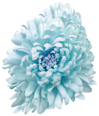 Turquoise   chrysanthemum flower  on white isolated background with clipping path. Closeup..  Nature.