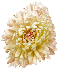 Yellow  chrysanthemum flower  on white isolated background with clipping path. Closeup..  Nature.