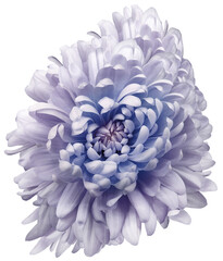 Purple   chrysanthemum flower  on white isolated background with clipping path. Closeup..  Nature.