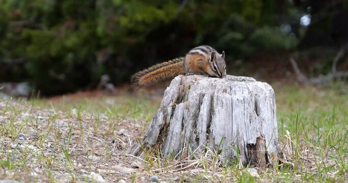 A cute and playful chipmunk running, jumping, sitting and eating on an old tree trunk in E.C. Manning Park, British Columbia, Canada