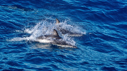 Dusky dolphins (Lagenorhynchus obscurus) off the coast of the Falkland Islands in the South Atlantic Ocean