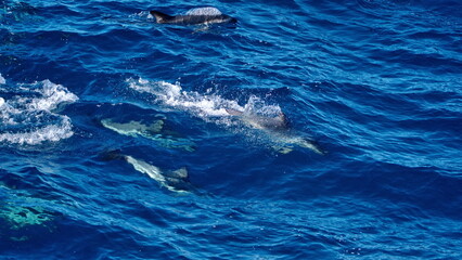 School of dusky dolphins (Lagenorhynchus obscurus) off the coast of the Falkland Islands in the South Atlantic Ocean
