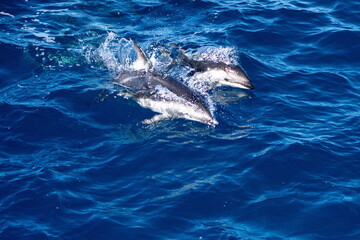 Dusky dolphins (Lagenorhynchus obscurus) off the coast of the Falkland Islands in the South...