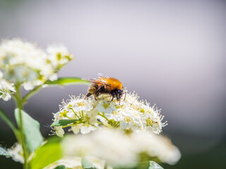 Spiraea chamaedryfolia or germander meadowsweet or elm-leaved spirea white flowers with green background. A bee on white flowers of a honey plant.