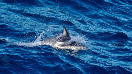 Dusky dolphin (Lagenorhynchus obscurus) off the coast of the Falkland Islands in the South Atlantic Ocean