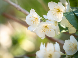 Obraz premium Mock Orange Philadelphus coronarius shrub flowering in spring