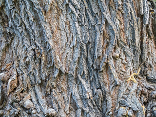 The texture of the bark of an old willow