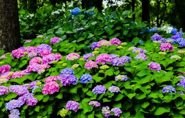 Obraz premium 満開の紫陽花の花、美しい庭のアジサイ