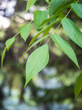 Branch with fresh green leaves of Juglans mandshurica, Manchurian walnut.