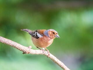Common chaffinch, Fringilla coelebs, sits on a branch in spring on green background. Common chaffinch in wildlife.