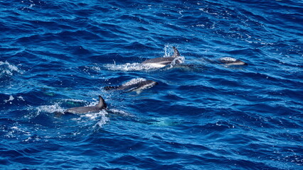 Naklejka premium School of dusky dolphins (Lagenorhynchus obscurus) off the coast of the Falkland Islands in the South Atlantic Ocean