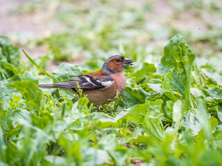 Common chaffinch, Fringilla coelebs, sits on the ground in spring. Common chaffinch in wildlife.