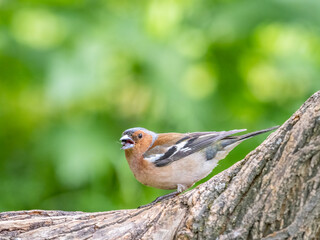 Common chaffinch, Fringilla coelebs, sits on a tree. Common chaffinch in wildlife.