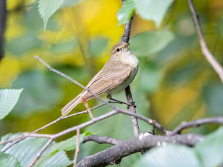 Common chiffchaff, lat. phylloscopus collybita, sitting on branch of bush in spring and looking for food