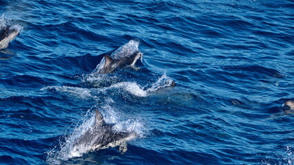 School of dusky dolphins (Lagenorhynchus obscurus) off the coast of the Falkland Islands in the...