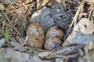 laying eggs in a nest in the forest