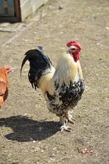 portrait of a rooster