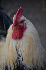 portrait of a rooster
