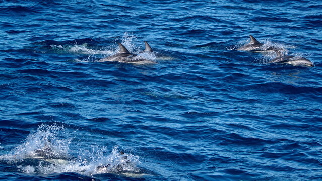 School of dusky dolphins (Lagenorhynchus obscurus) off the coast of the Falkland Islands in the South Atlantic Ocean