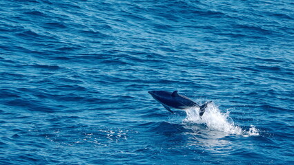Fototapeta premium Dusky dolphin (Lagenorhynchus obscurus) leaping out of the water off the coast of the Falkland Islands in the South Atlantic Ocean