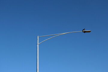 bird on overhead street light