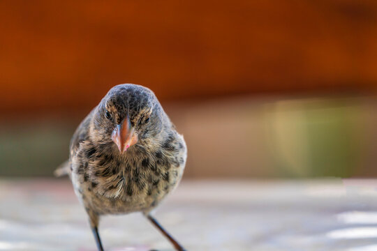 Darwin's Finches