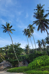 Fototapeta na wymiar Coconut palm trees by the beach, beautiful tropical background