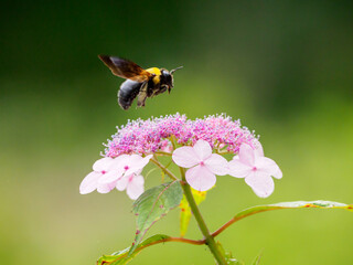 ガクアジサイにクマバチ