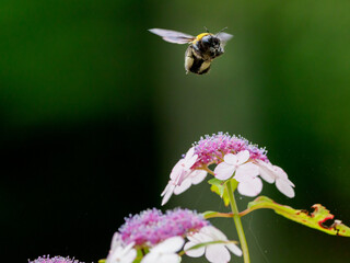 ガクアジサイにクマバチ