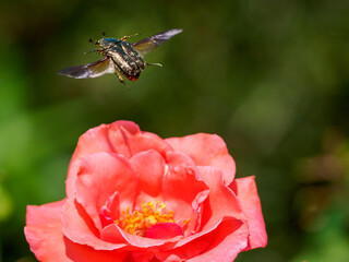 薔薇の花にコガネムシ