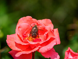 薔薇の花にコガネムシ