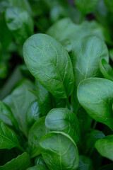 spinach growing in a glass house