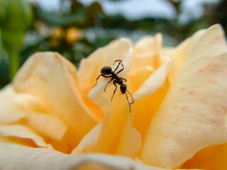 薔薇の花に蟻