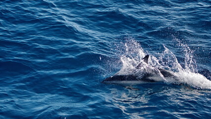 Naklejka premium Dusky dolphin (Lagenorhynchus obscurus) off the coast of the Falkland Islands in the South Atlantic Ocean