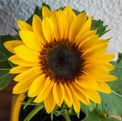 sunflower on a green background