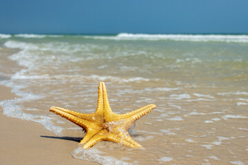 Fototapeta na wymiar Starfish lying on the sea beach is washed by the waves,