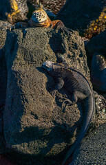 A pair of Galapagos Marine iguana