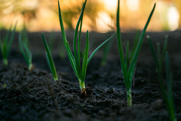 Young sprouts of green onions in the early morning in the garden at sunrise close-up