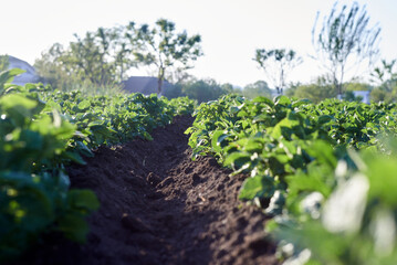 Fototapeta na wymiar Earlyin the morning on a potato plantation