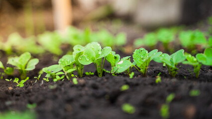 Radish close-up grows in the garden. Radish leaves in drops of dew.