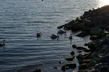 Łabędzie  © wedrownik52