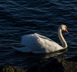 łabędź  © wedrownik52
