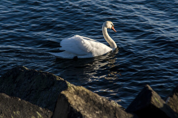 Łabędzie  © wedrownik52