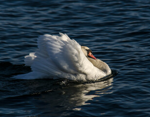 łabędź  © wedrownik52